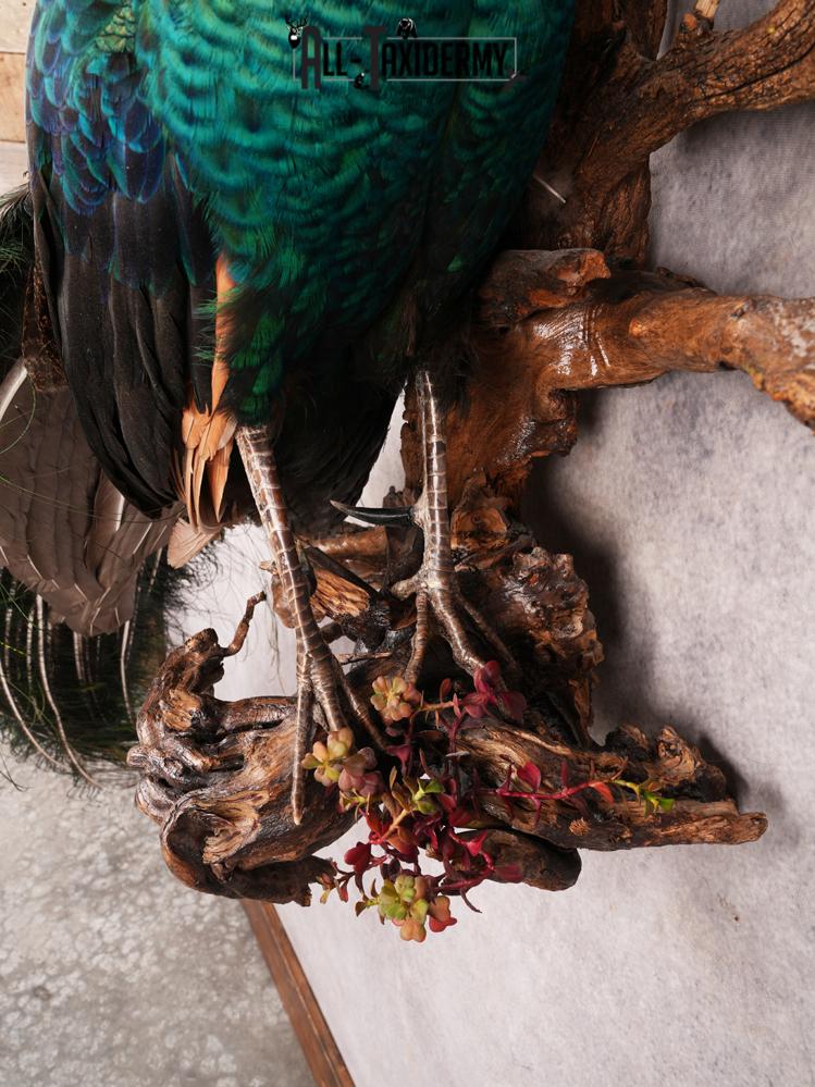 Peacock Taxidermy Mount SKU 3458 - Image 8