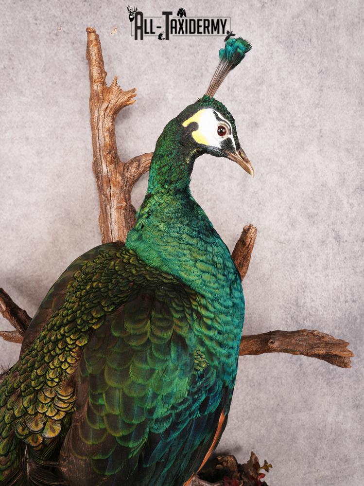 Peacock Taxidermy Mount SKU 3458 - Image 7
