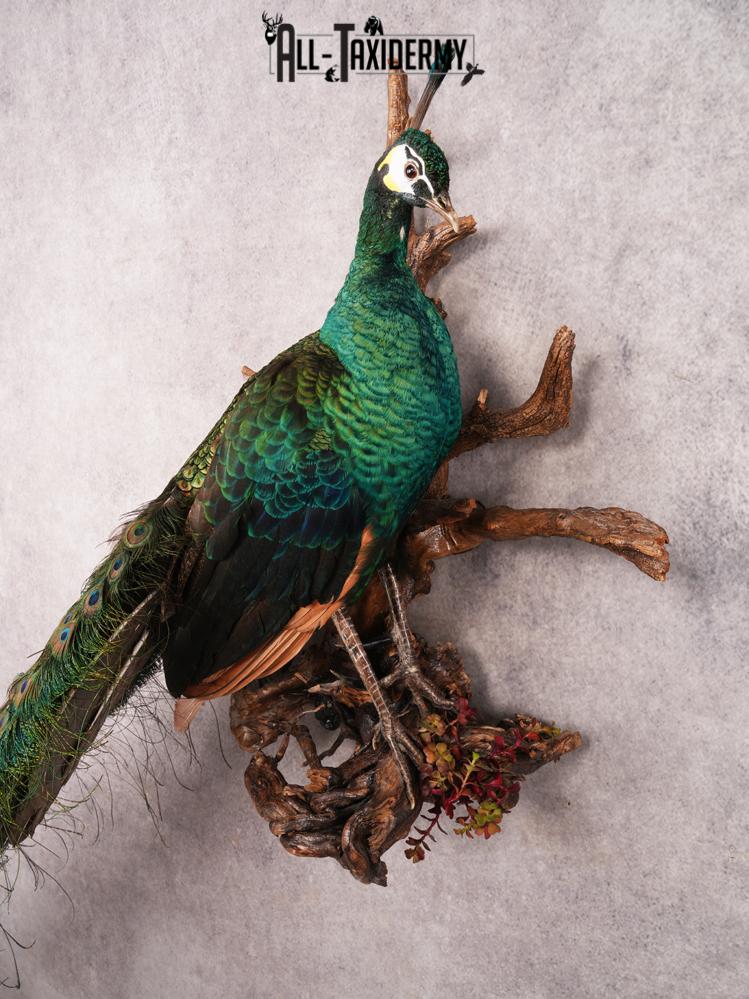 Peacock Taxidermy Mount SKU 3458 - Image 6