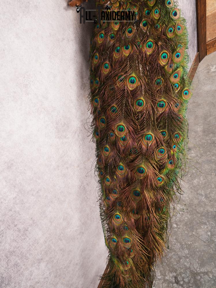 Peacock Taxidermy Mount SKU 3458 - Image 5