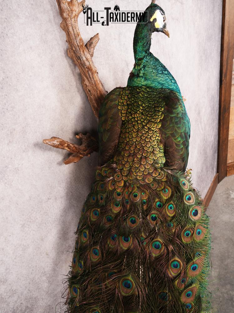 Peacock Taxidermy Mount SKU 3458 - Image 4