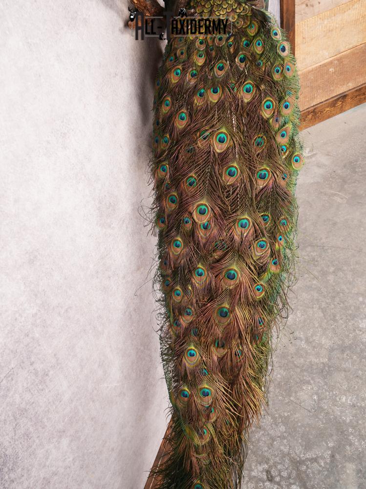 Peacock Taxidermy Mount SKU 3458 - Image 3