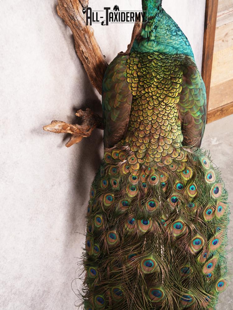 Peacock Taxidermy Mount SKU 3458 - Image 2