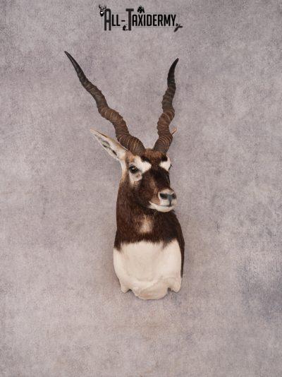 Black Buck SKU 3481