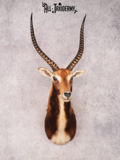 Black Lechwe Shoulder Mount SKU 3474