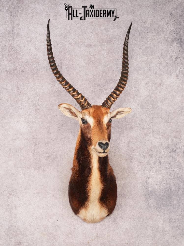 Black Lechwe Shoulder Mount SKU 3474