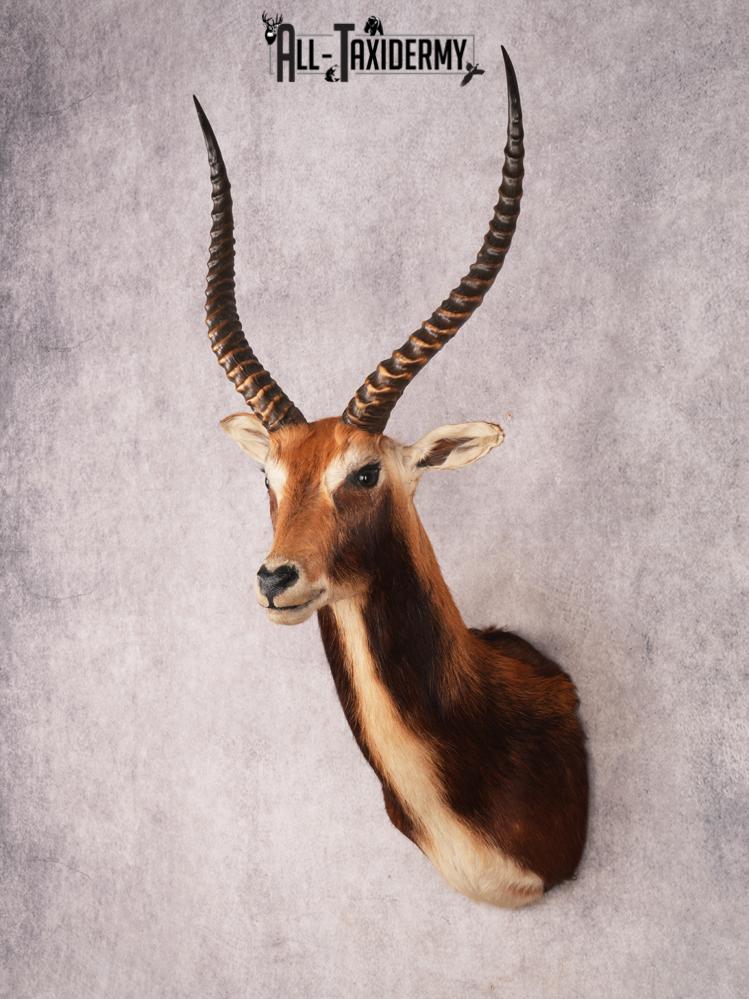 Black Lechwe Shoulder Mount SKU 3474 - Image 8