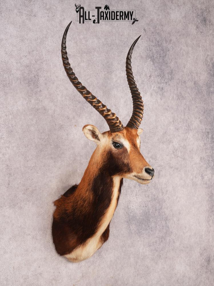 Black Lechwe Shoulder Mount SKU 3474 - Image 6