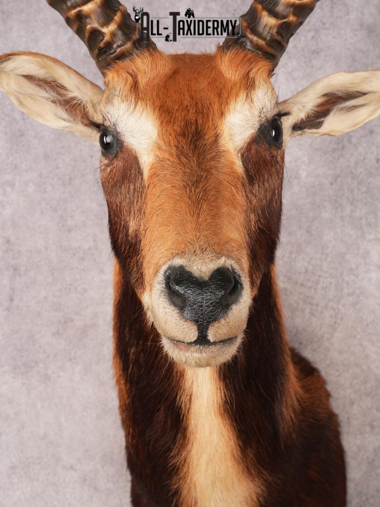 Black Lechwe Shoulder Mount SKU 3474 - Image 2