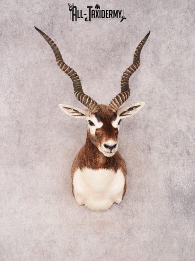 Black Buck SKU 3477