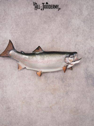 Rainbow Trout SKU 3451