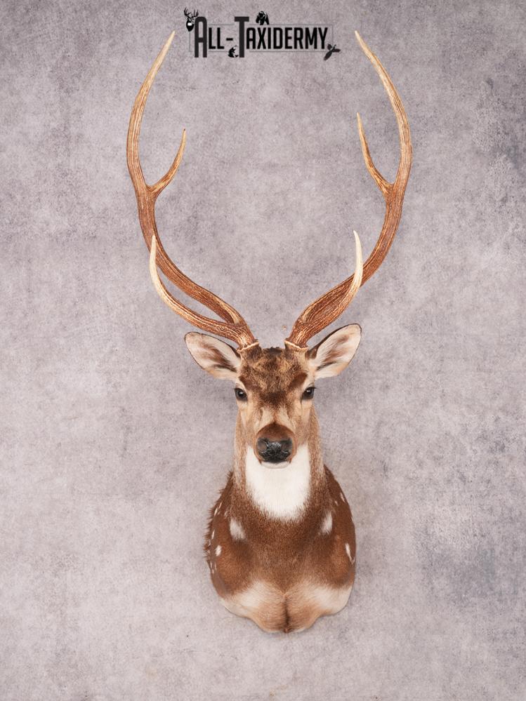 Axis Deer Shoulder Mount SKU 3463
