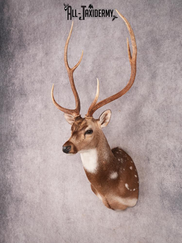 Axis Deer Shoulder Mount SKU 3463 - Image 8