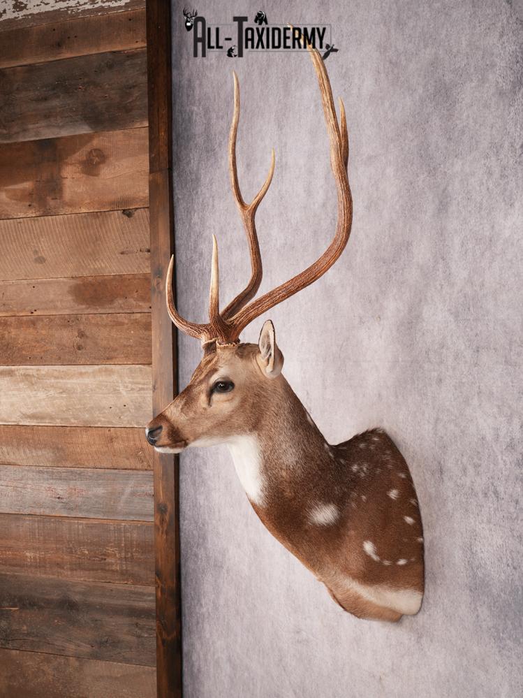 Axis Deer Shoulder Mount SKU 3463 - Image 7