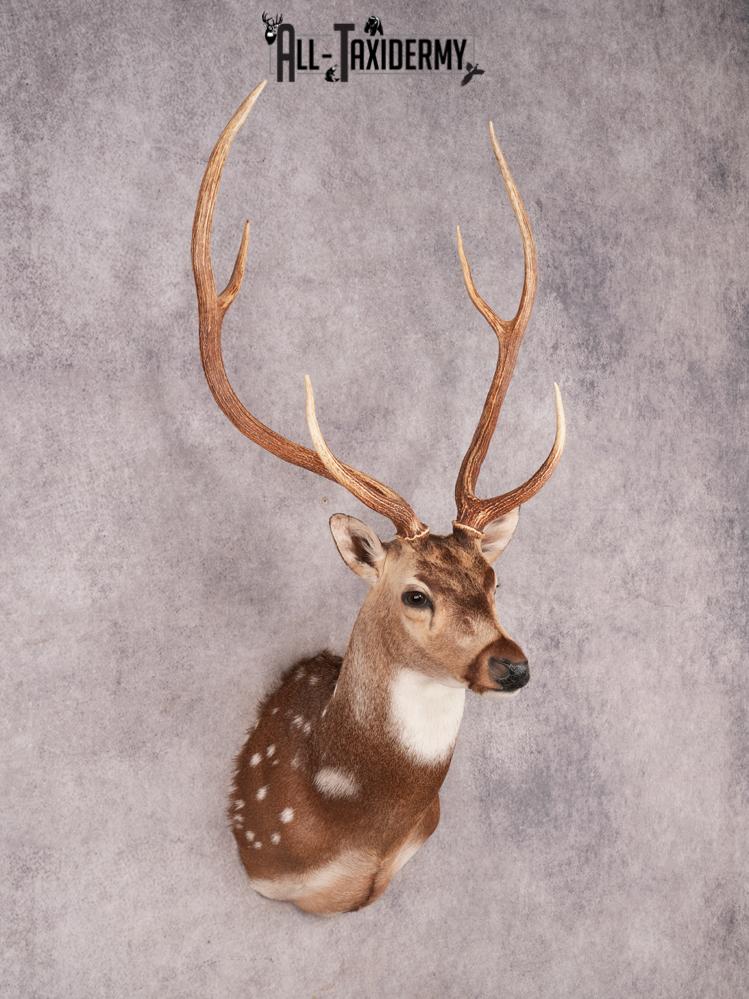 Axis Deer Shoulder Mount SKU 3463 - Image 6