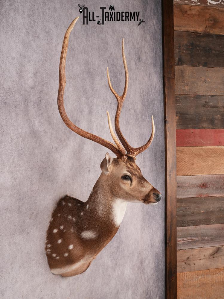Axis Deer Shoulder Mount SKU 3463 - Image 5