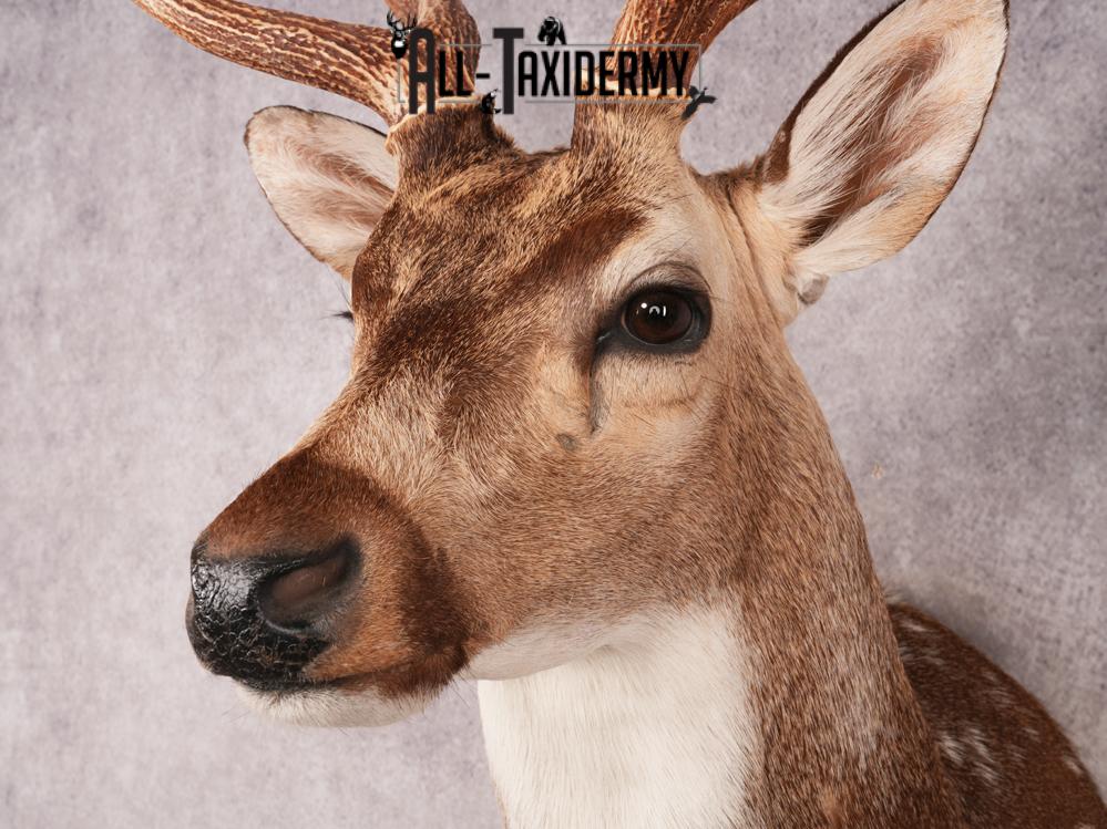 Axis Deer Shoulder Mount SKU 3463 - Image 3