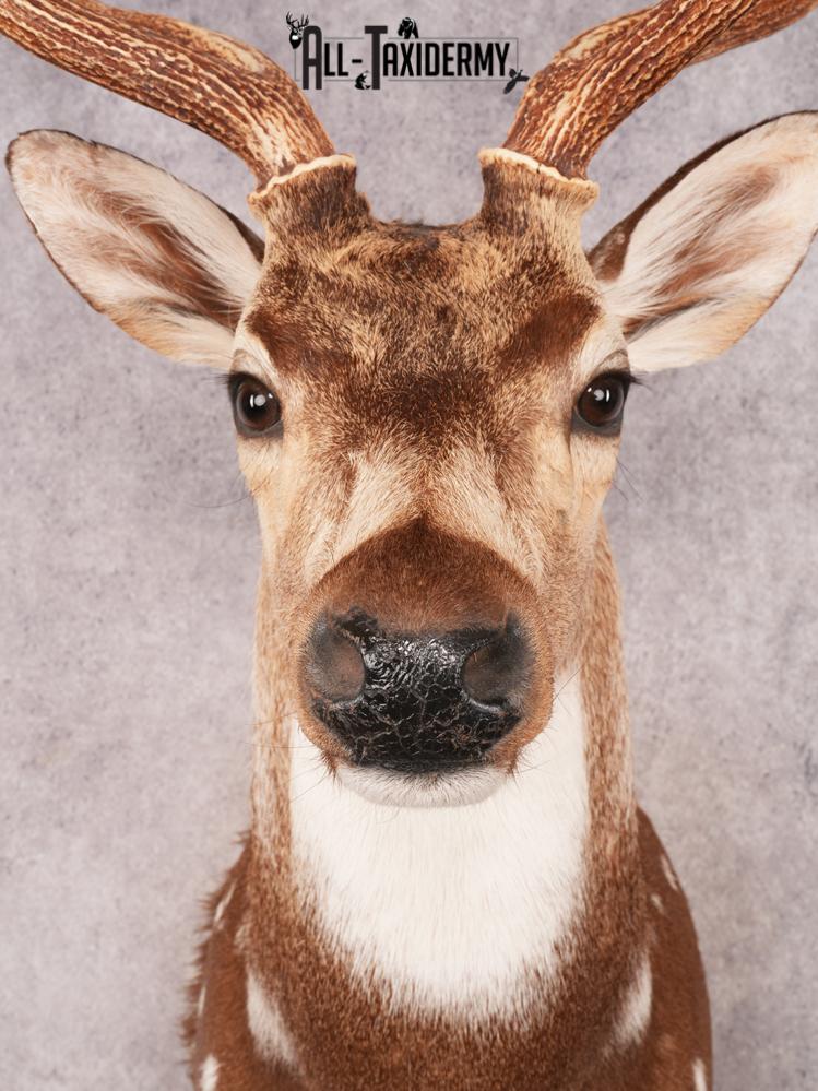 Axis Deer Shoulder Mount SKU 3463 - Image 2