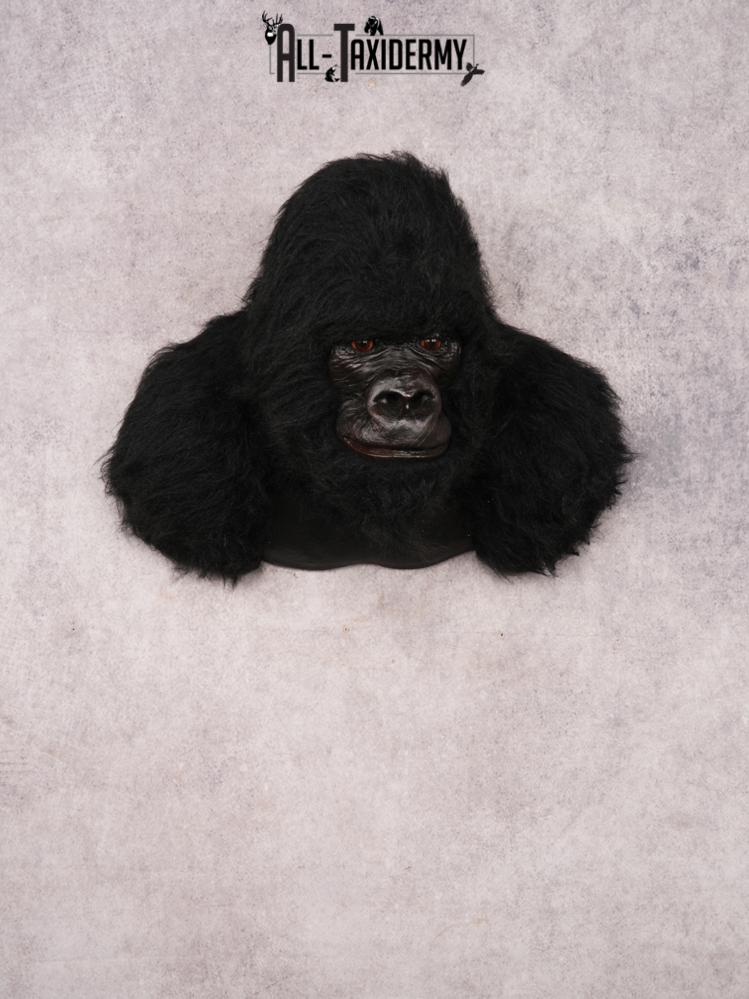 Reproduction Gorilla SKU 3473