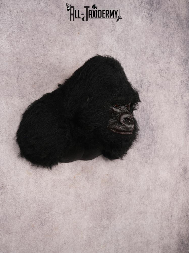 Reproduction Gorilla SKU 3473 - Image 6