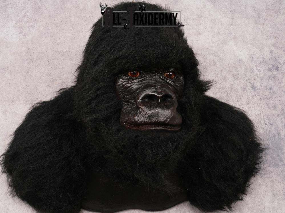Reproduction Gorilla SKU 3473 - Image 4