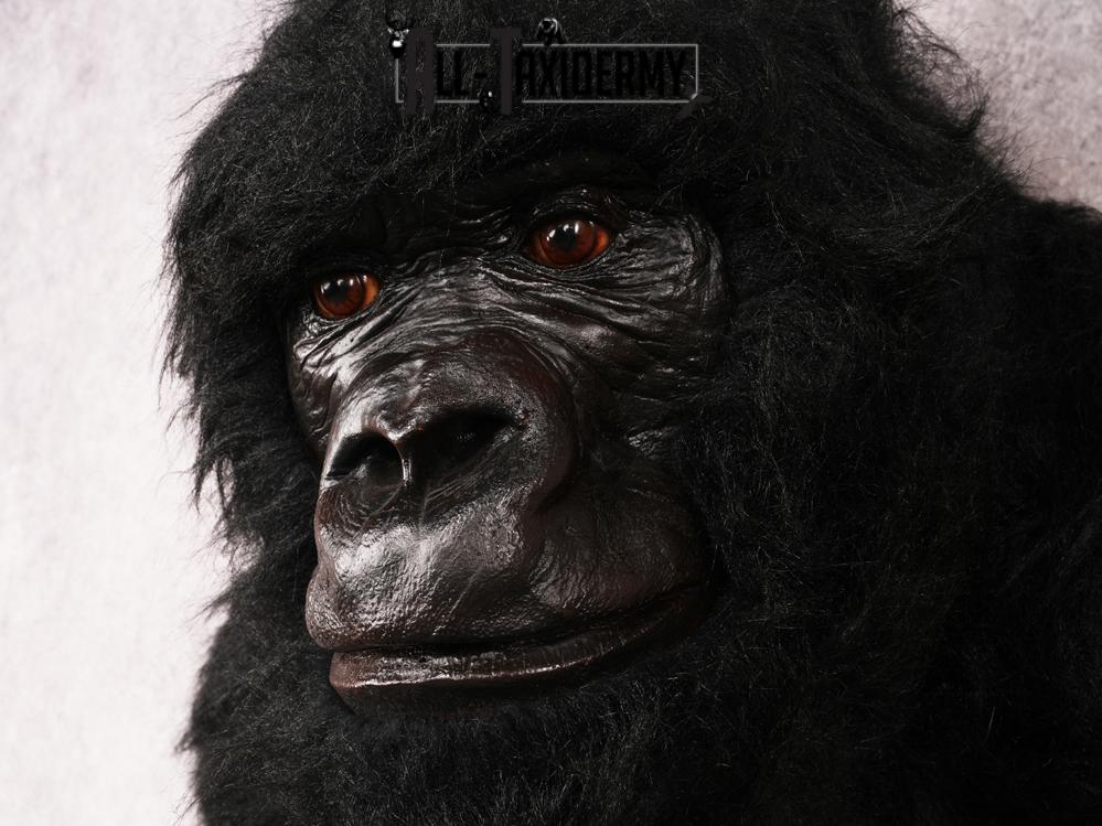 Reproduction Gorilla SKU 3473 - Image 3