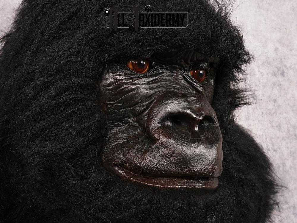 Reproduction Gorilla SKU 3473 - Image 2