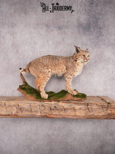 Bobcat Taxidermy Mount SKU 3465