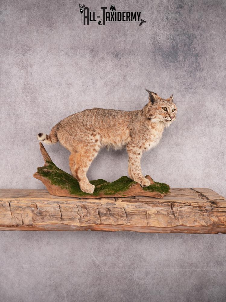 Bobcat Taxidermy Mount SKU 3465