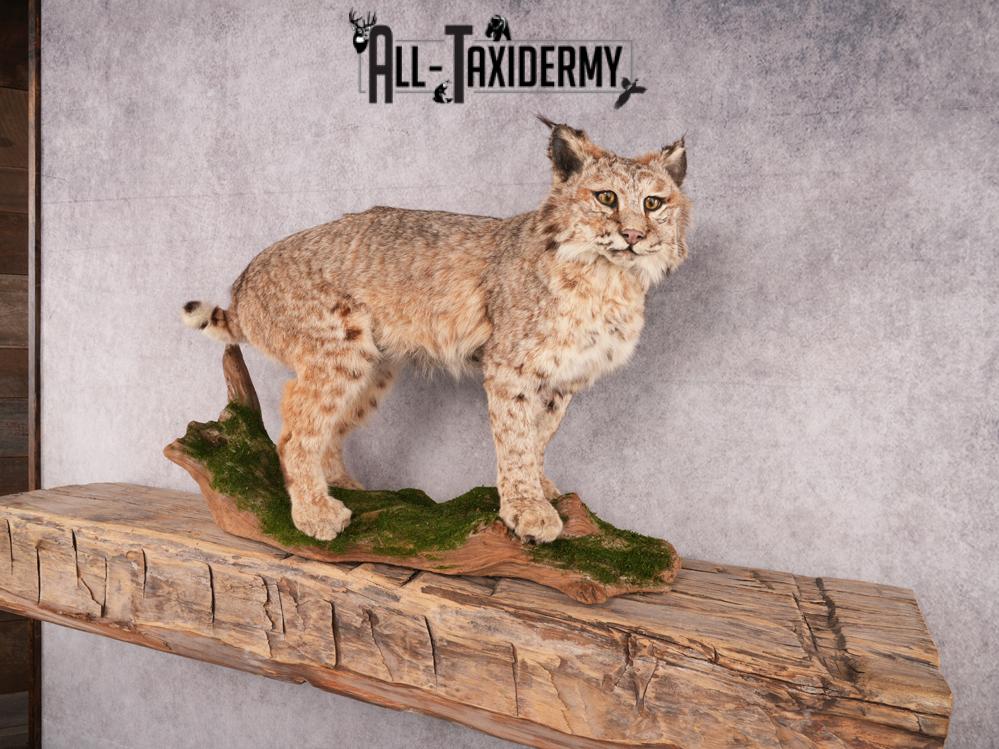 Bobcat Taxidermy Mount SKU 3465 - Image 2