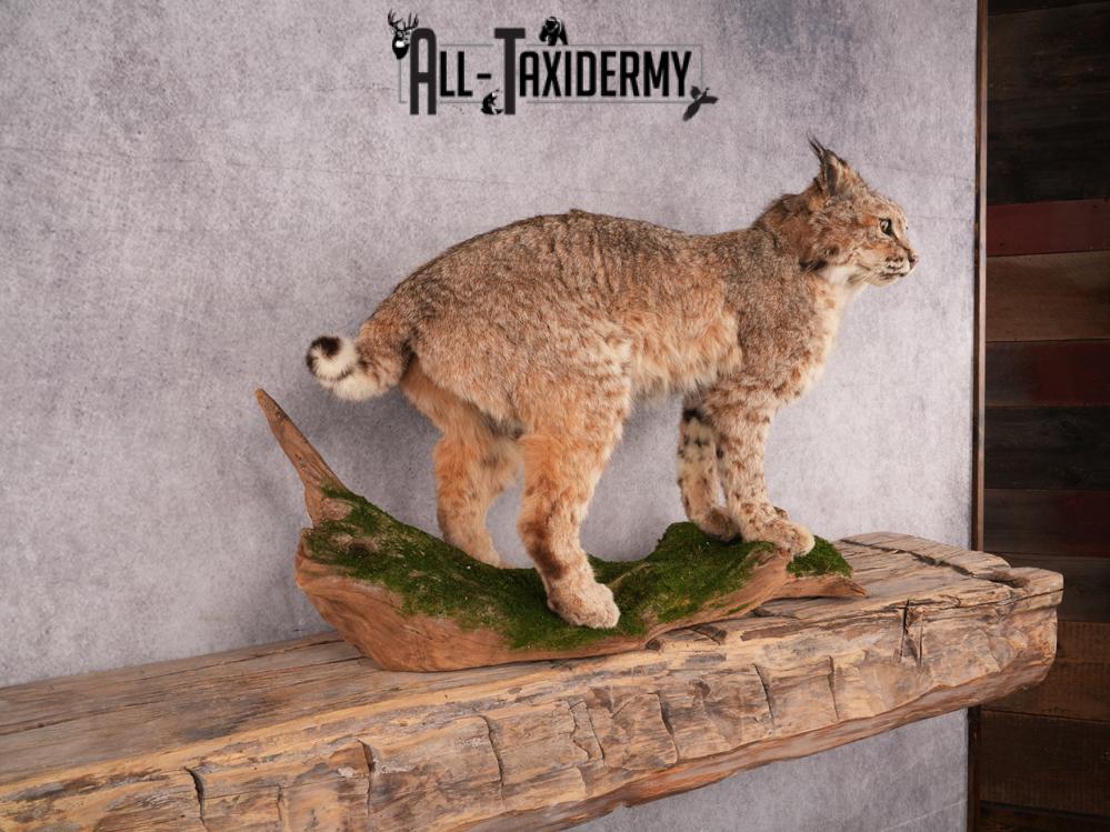 Bobcat Taxidermy Mount SKU 3465 - Image 3