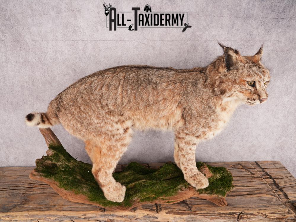 Bobcat Taxidermy Mount SKU 3465 - Image 4