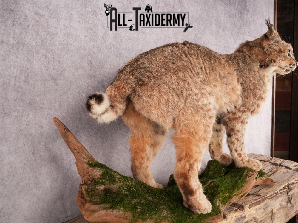Bobcat Taxidermy Mount SKU 3465 - Image 6