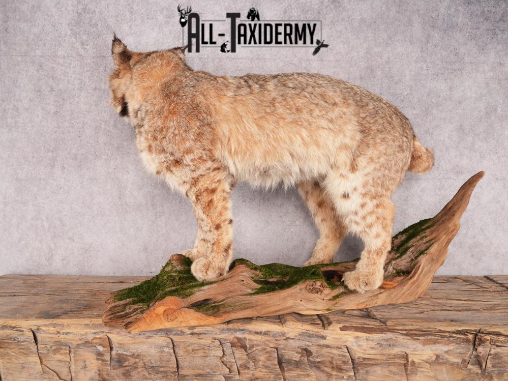 Bobcat Taxidermy Mount SKU 3465 - Image 7