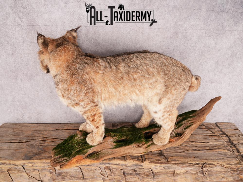 Bobcat Taxidermy Mount SKU 3465 - Image 8