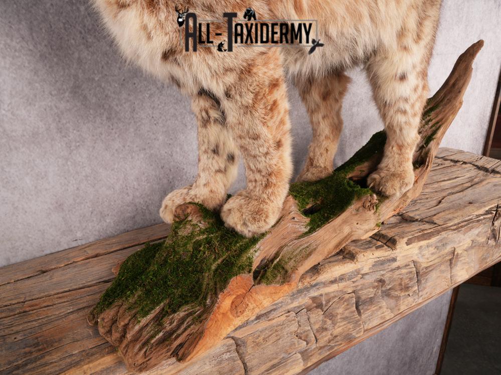 Bobcat Taxidermy Mount SKU 3465 - Image 9