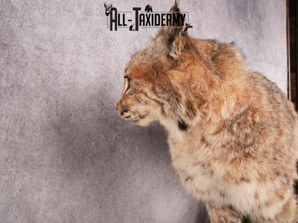 Bobcat Taxidermy Mount SKU 3465 - Image 10