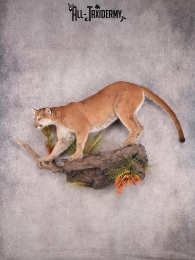 Full Body Cougar SKU 3486
