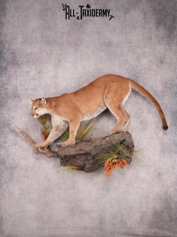 Full Body Cougar SKU 3486