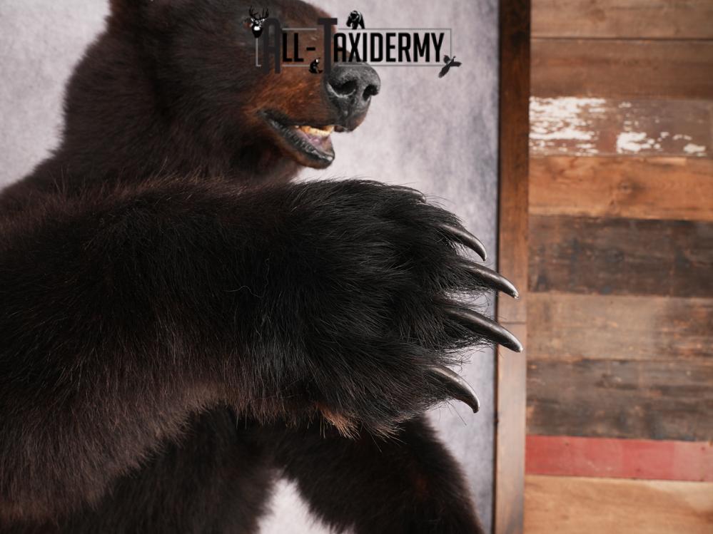 Black Bear SKU 3308 - Image 12