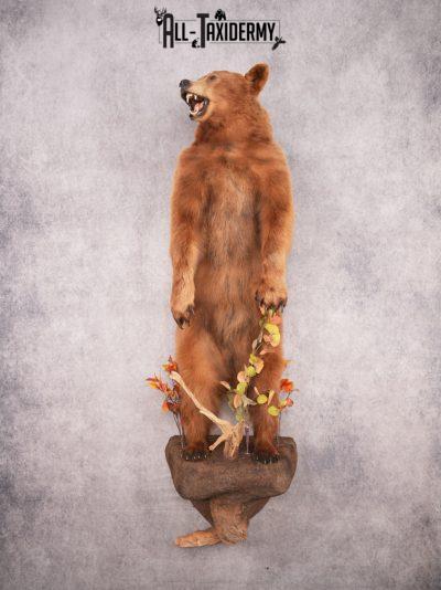 Cinnamon Black Bear SKU 3393
