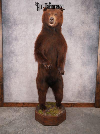 Full Body Brown Bear SKU 3459