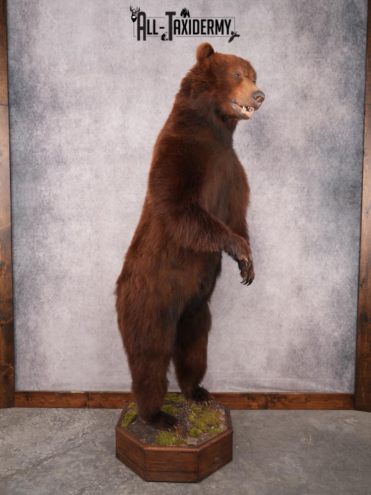 Full Body Brown Bear SKU 3459 - Image 8