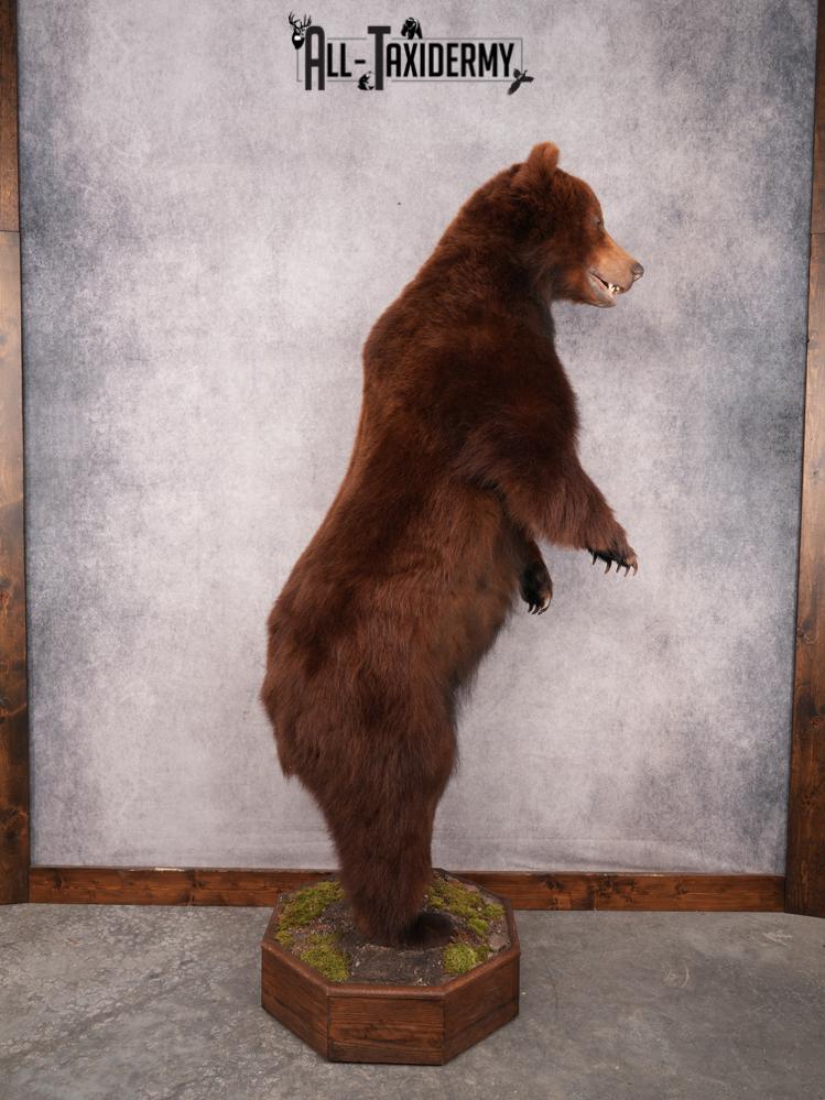 Full Body Brown Bear SKU 3459 - Image 7