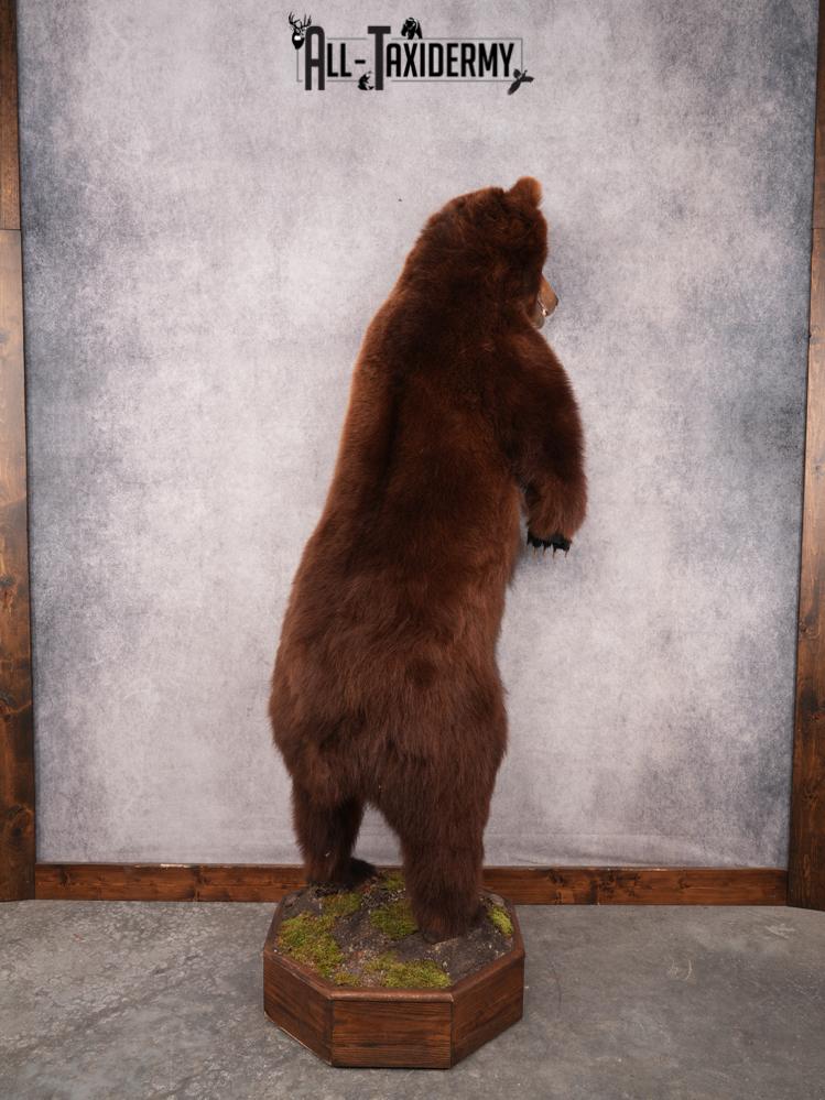 Full Body Brown Bear SKU 3459 - Image 6