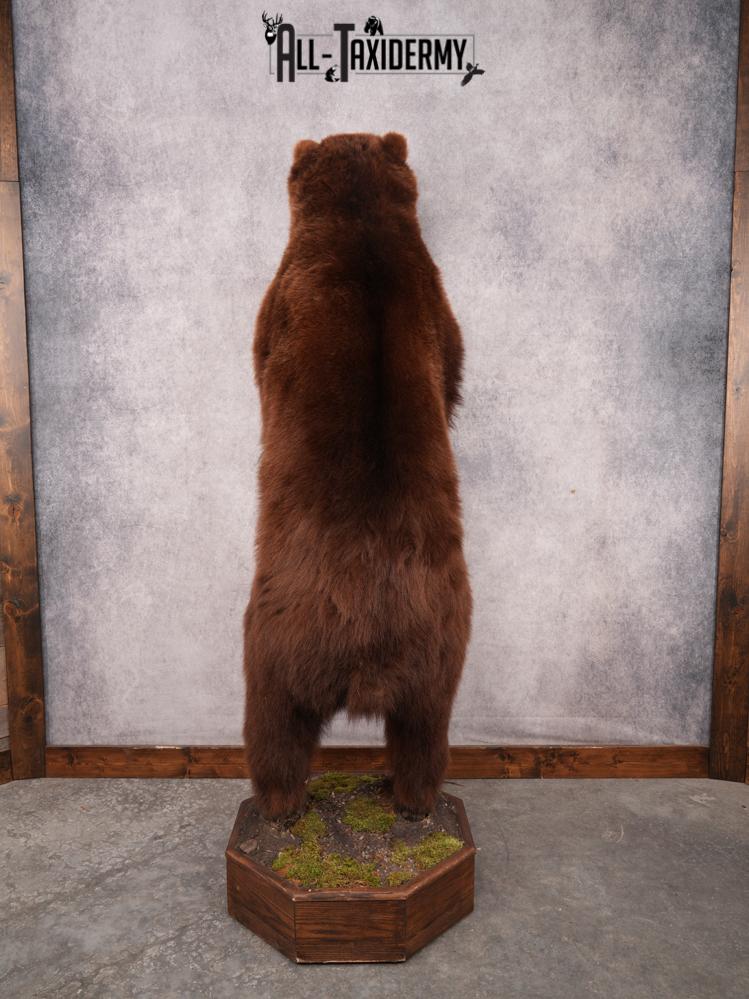 Full Body Brown Bear SKU 3459 - Image 5