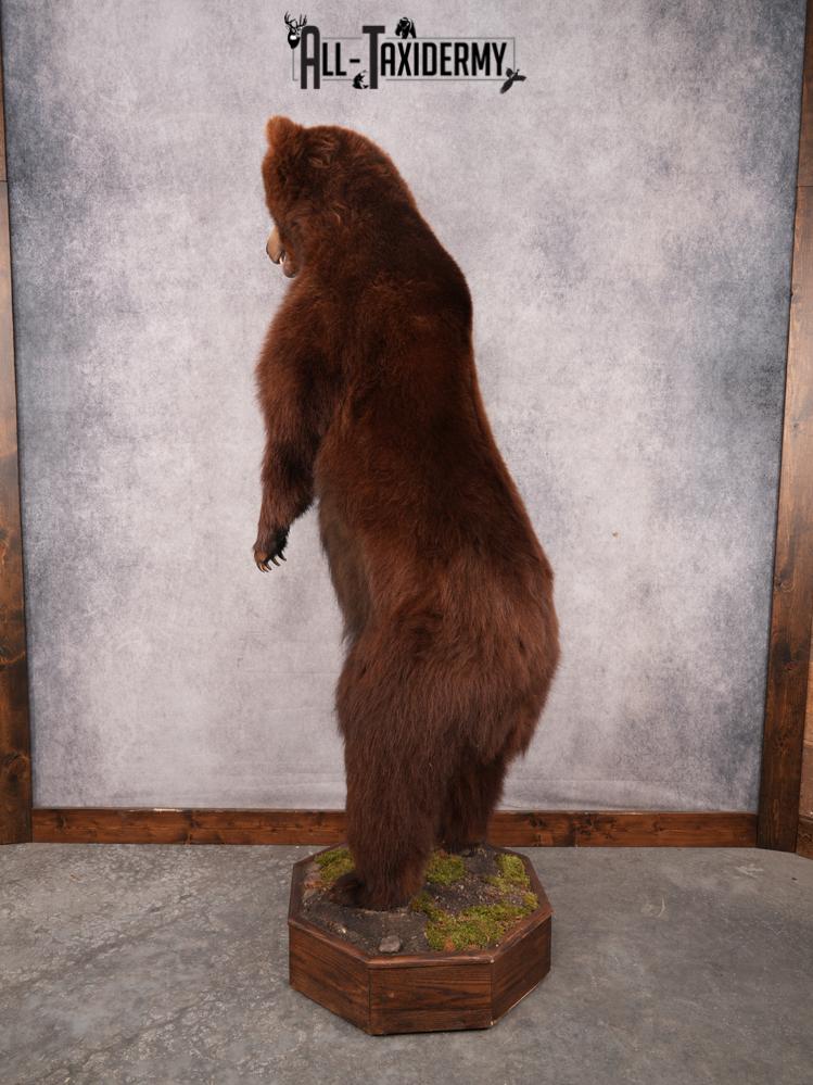 Full Body Brown Bear SKU 3459 - Image 4