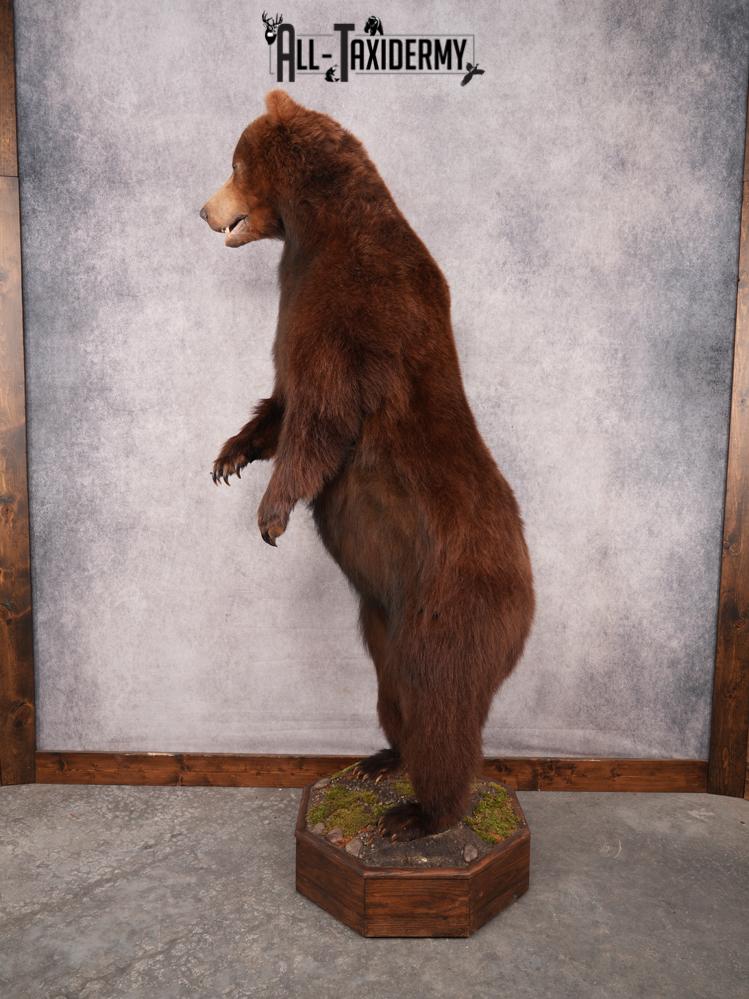 Full Body Brown Bear SKU 3459 - Image 3