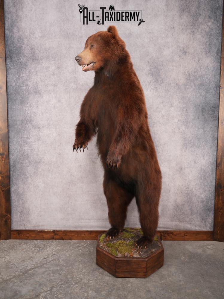 Full Body Brown Bear SKU 3459 - Image 2
