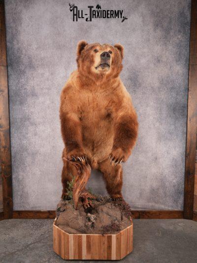 Alaskan Kodiak Brown Bear SKU 3165